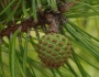 Pinus serotina image