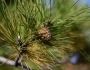 Pinus tabuliformis image