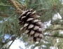 Pinus taeda image