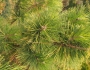 Pinus thunbergii image