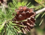 Pinus virginiana image