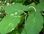 Piper auritum image
