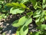 Piscidia piscipula image