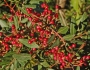 Pistacia lentiscus image