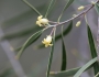 Pittosporum phillyraeoides image