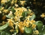 Pittosporum tobira image