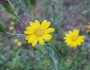 Pityopsis graminifolia image