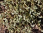 Plagiobothrys collinus image