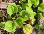 Plantago asiatica image