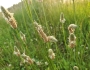 Plantago lanceolata image