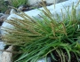 Plantago maritima image