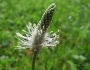 Plantago media image