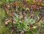 Plantago subnuda image