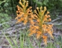 Platanthera ciliaris image