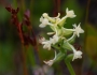 Platanthera clavellata image