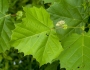 Platanus occidentalis image