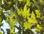 Platanus racemosa image