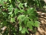 Platanus wrightii image