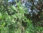 Platycladus orientalis image