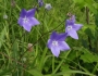 Platycodon grandiflorus image