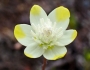 Platystemon californicus image