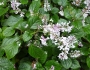 Plectranthus ciliatus image