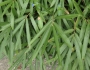 Pleioblastus argenteostriatus image