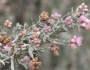 Pluchea sericea image