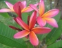 Plumeria rubra image