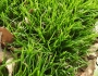 Poa annua image