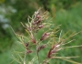 Poa bulbosa image