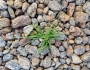Poa compressa image