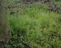 Poa infirma image