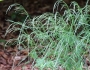 Poa nemoralis image