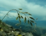 Poa nervosa image