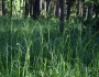 Poa palustris image