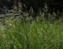 Poa pratensis image