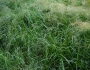 Poa trivialis image