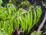 Podocarpus henkelii image