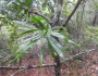 Podocarpus latifolius image