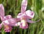 Pogonia ophioglossoides image