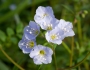 Polemonium reptans image