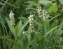 Polygala senega image