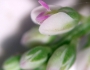 Polygala verticillata image