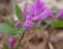 Polygaloides paucifolia image