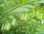 Polygonatum falcatum image
