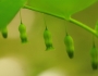 Polygonatum pubescens image