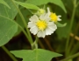 Polymnia canadensis image