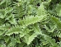 Polypodium californicum image