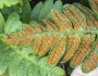 Polypodium calirhiza image